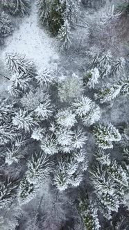 Zoom Out Footage Over Frozen Snowy Spruce Forest