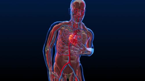 Human Circulatory System Heart Anatomy
