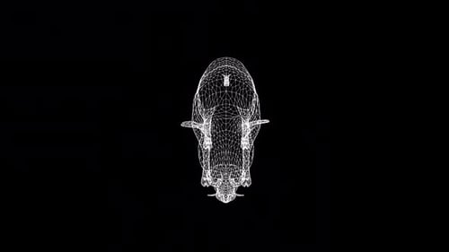 3D Wireframe Wild Boar Model Seamless Loop Animation