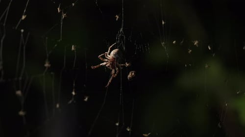 Araignée de jardin effrayante assise la nuit sur une toile d'araignée attendant sa victime dans un piège Halloween
