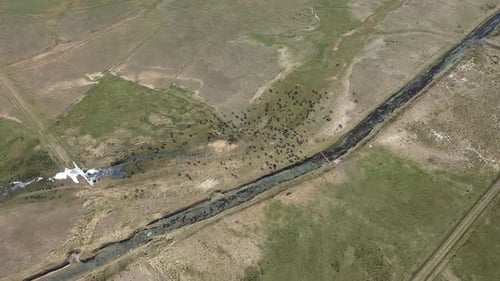 Vue aérienne d'un troupeau de vaches paissant dans une zone humide dans une prairie