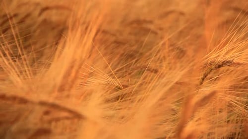 Golden Wheat Field Blowing in the Wind
