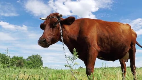 Gray Cow Grazing on Meadow on Sky Background Slow Motion