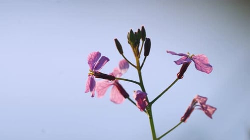 Beautiful Lunaria pink wildflower plant, closeup of spring flower in morning