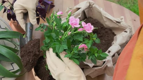 Hands Planting Pink Rose Bush in Garden