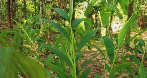 Goa India Leaves Of Elettaria Cardamomum Commonly Known As Green Or True Cardamom