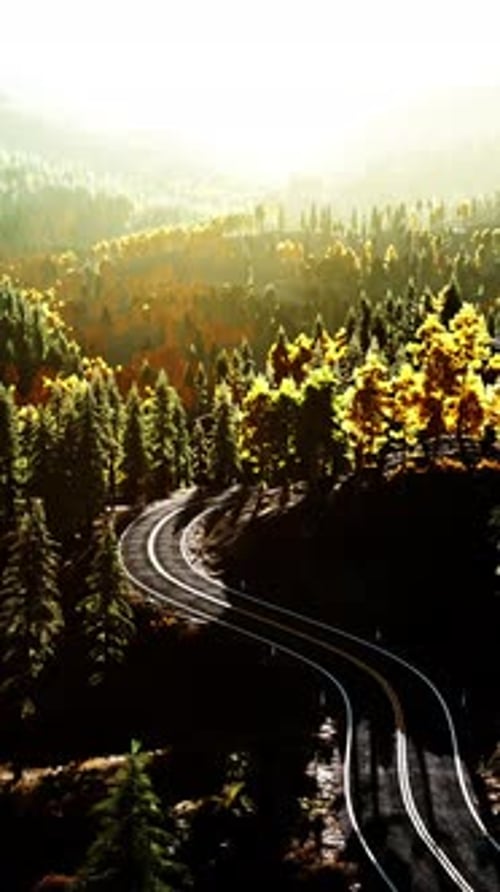 An Empty Road Winding Through a Beautiful Forest at Sunset