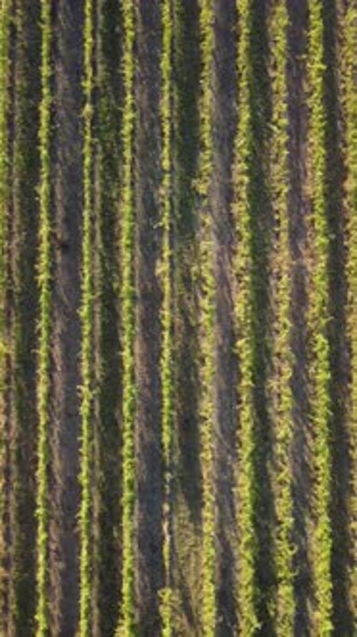 Luftaufnahme der Vineyards Field Plantation bei Sonnenuntergang, Filmmusik Drohnen-Luftaufnahme auf Green Highland