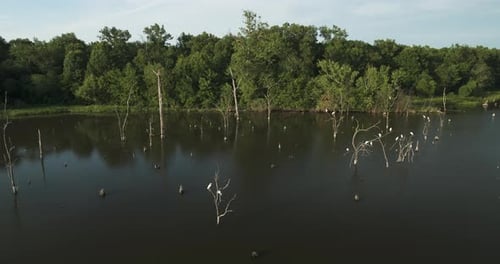 Resting Heron Birds At Four Rivers Wildlife Conservation Area, Missouri, USA. Aerial Wide Shot