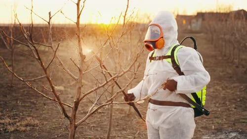 Ein Gärtner besprüht Obstbäume im Frühjahr bei Sonnenuntergang organisch
