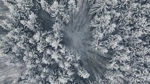 Aerial View of Coniferous Forest in Winter