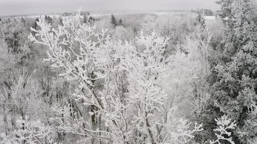 Beautiful hoar frost on the top of a tall poplar tree in the Canadian whiteshell. Winter forest set
