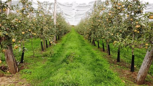 Apple Trees in Orchard with Protection Nets.