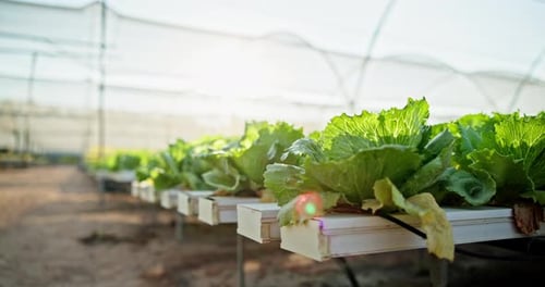 Agriculture, farm and lettuce in greenhouse for growth, health or sustainability of fresh produce