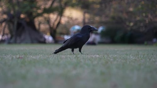 Japanese Jungle Crow Foraging And Pecking On Grass Of Park In Tokyo, Japan. - close up