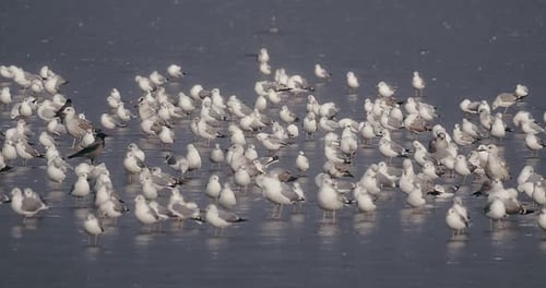 A large flock of gulls standing on the ice of a frozen lake.