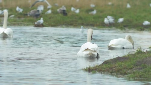 Cisne branco mudo (Cygnus olor) procurando comida na água rasa do lago em um dia nublado, grupo de com