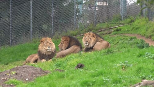 Three Majestic Lions Resting on Green Grass