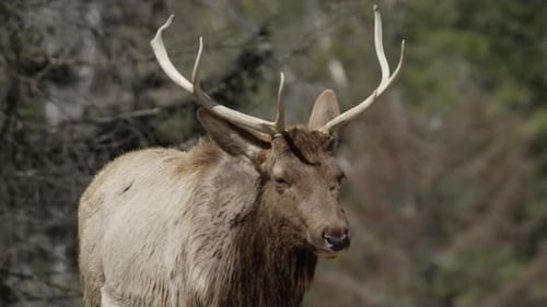 Magnificent Elk Standing Proudly in Natural Habitat