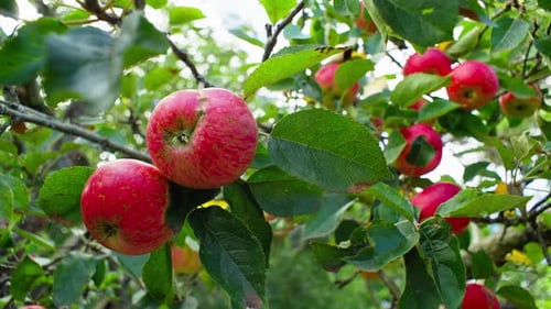 Red Juicy Apples are Ripening on the Tree