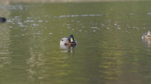 Mallard Ducks Floating Calmly on a Green-Hued Pond