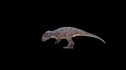 Ceratosaurus Dinosaur Eat Loop