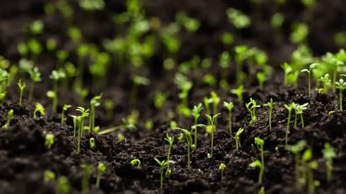 Growing Plants in Timelapse Sprouts Germination Seeds Sprout Through the Soil Newborn Seeds The