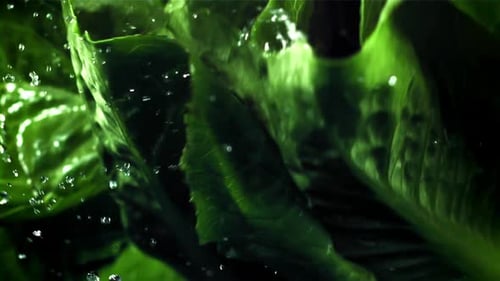 Fresh Green Lettuce Leaves with Water Droplets