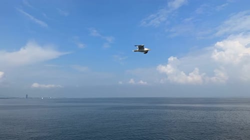 Seagull Flies Above the Ocean Under a Cloudy Sky