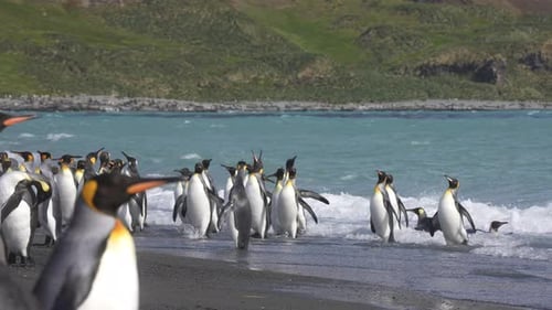 Big Colony of King Penguins at Beach on Sunny Day, Slow Motion. Animals in Natural Habitat