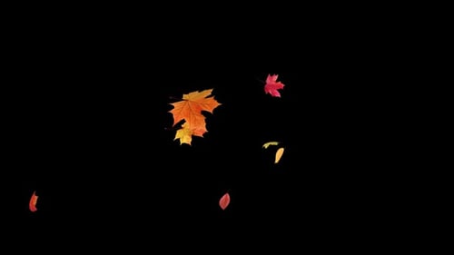 Falling Maple Leaves on Transparent Alpha