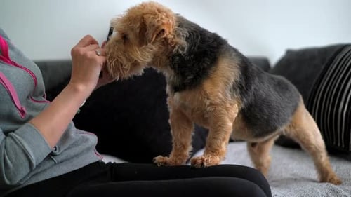 Dog asking for a walk while owner on phone using social media