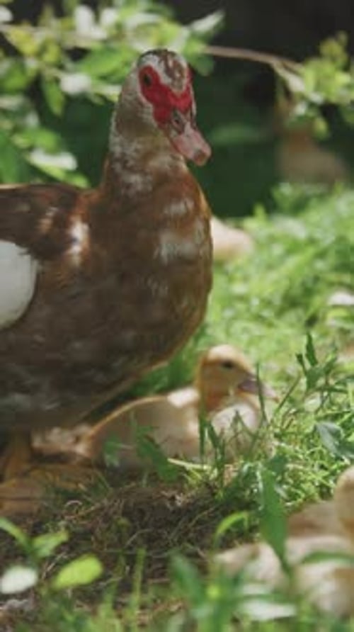 Agriculture Élevage de canards Une charmante famille de canards de Barbarie profite d'une journée ensoleillée dans un cadre pittoresque