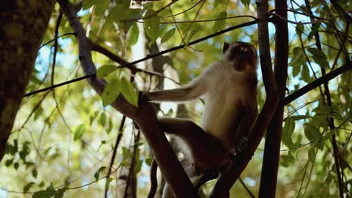 Monkey Sitting Peacefully Amongst Forest Tree Branches