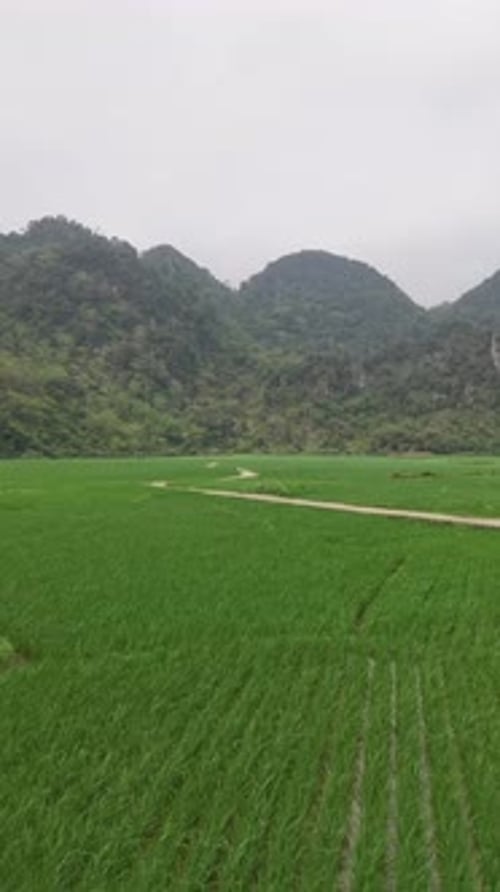 Des rizières nichées dans le paysage karstique montagneux accidenté de Ha Giang, dans le nord du Vietnam