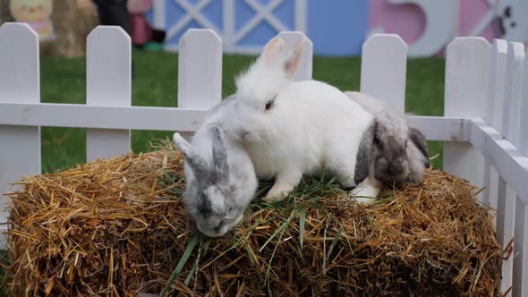 Cute Rabbits on Hay in a Petting Zoo, Stock Footage ft. rabbits ...