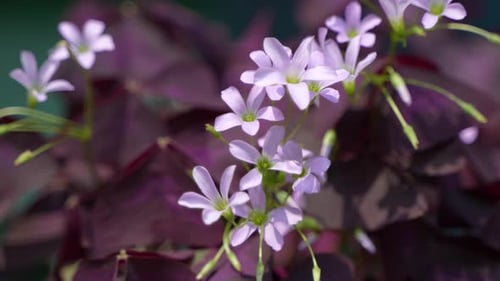 La flor púrpura de Oxalis Triangularis está floreciendo