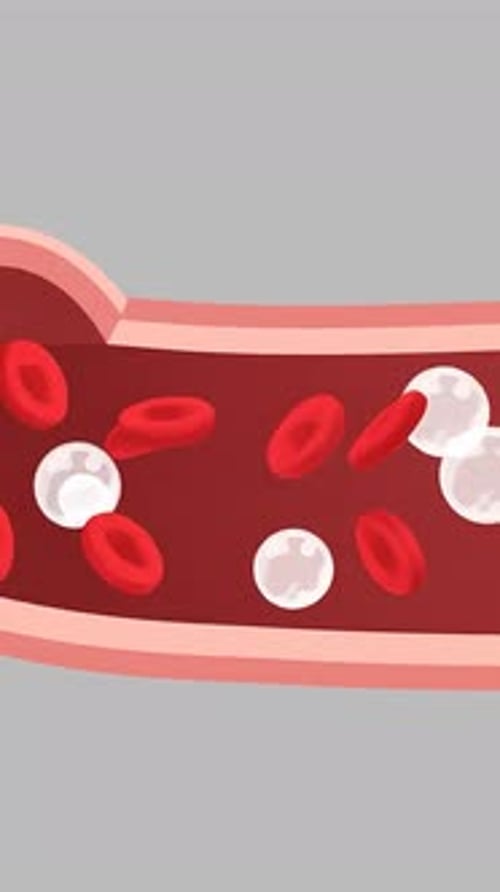 Blood Circulation - Artery Cross Section & Blood Flow 2D Animation | Manestream Den