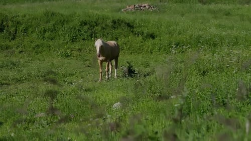Horse Grazing Peacefully in Sunny Green Pasture