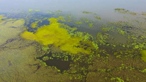 La surface du lac avec des plantes et des lentilles d'eau