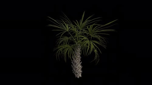 Palmeira de repolho soprando ao vento. Canal Alfa. Animação em loop