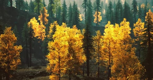 Vibrant Autumn Foliage Illuminates a Serene Forest Landscape in Golden Hues