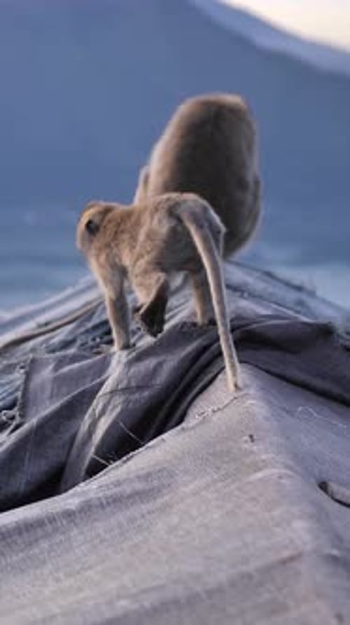 Vertical de singes sauvages au sommet d'un volcan sur une île tropicale