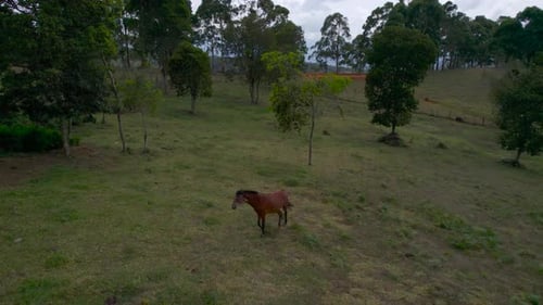 Dolly inn to a horse in middle of fields in Colombia at a cloudy day