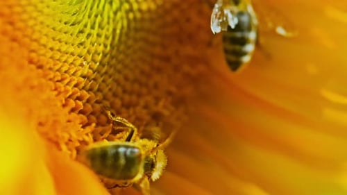 Bees collecting pollen on vibrant yellow sunflower