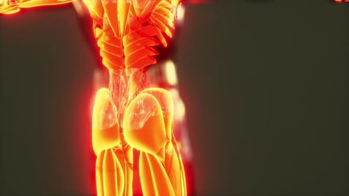Animated 3D Human Muscular System Scan