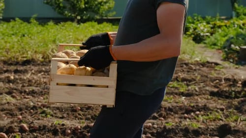 Harvest Potatoes in the Garden Selective Focus