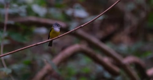 Vibrant Yellow Bird Perched on Forest Branch