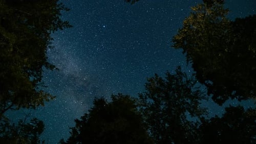 Time-lapse of tree tops as the stars and Milky Way move through the night sky. Shot in 4K