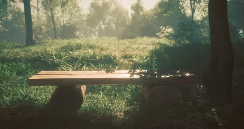 Serene Wooden Bench in Lush Green Forest During Golden Hour Light